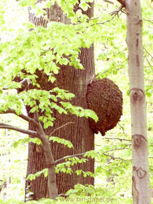 Berg- und Talfahrt 11-05-2013 P1050788.jpg (98743 Byte)