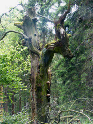 Aussicht am Spie�berg 14-06-2014 P1070692.jpg (99023 Byte)