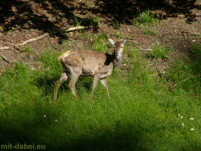 wanderung zum haderholzstein 15-06-2014 P1070752.jpg (98702 Byte)