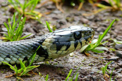 P1090592 - 21Juli2015.jpg (97948 Byte)