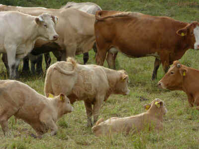 P1090619 - 21Juli2015.jpg (97927 Byte)