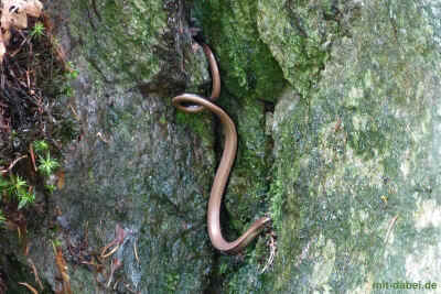 P1090646 - 21Juli2015.jpg (99365 Byte)