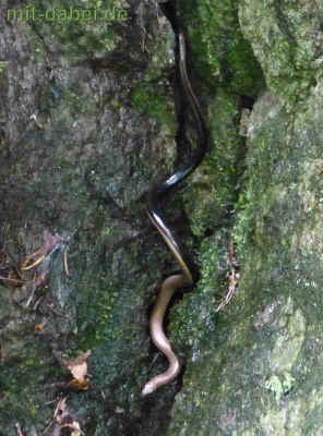 P1090650 - 21Juli2015.jpg (99411 Byte)