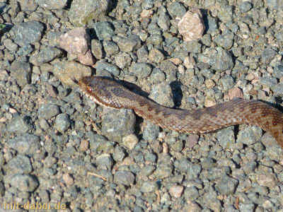 P1090781 - 23Juli2015.jpg (99512 Byte)