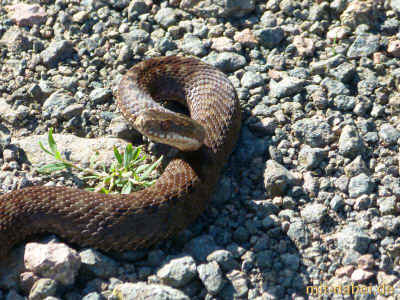 P1090784 - 23Juli2015.jpg (99828 Byte)