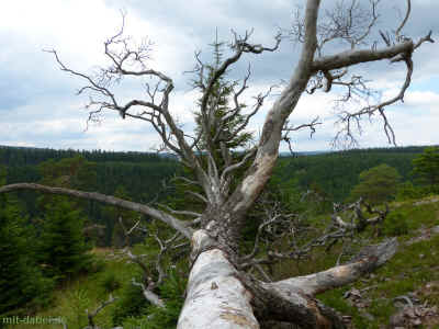 P1090828 - 23Juli2015.jpg (99580 Byte)