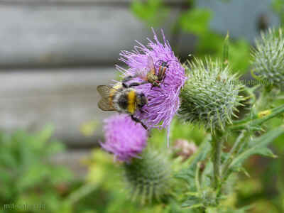 P1090884 - 23Juli2015.jpg (92121 Byte)