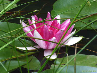 P1090892 - 23Juli2015.jpg (106980 Byte)