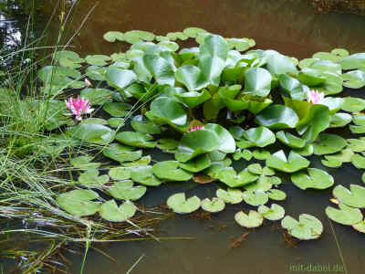 P1090898 - 23Juli2015.jpg (98868 Byte)