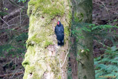 Am Wildbach 07-06-2015 P1090350.jpg (98706 Byte)