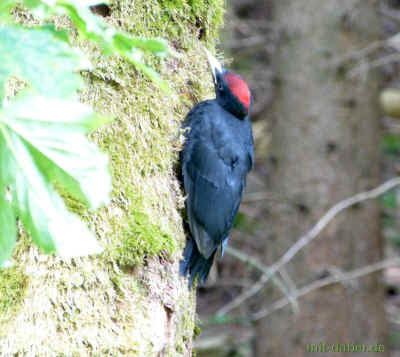 Am Wildbach 07-06-2015 P1090356.jpg (98538 Byte)