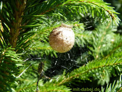 P1100029 27-September-2015.jpg (99997 Byte)