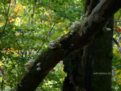 P1100080 27-September-2015.jpg (98841 Byte)