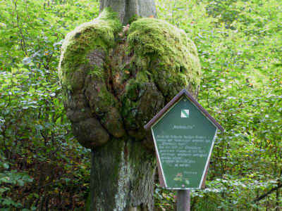 P1100150 27-September-2015.jpg (98865 Byte)