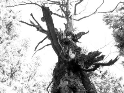 P1100197 27-September-2015.jpg (99191 Byte)