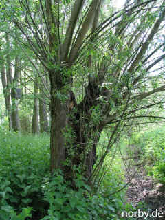 auerochse-28-5-06-1-96.jpg (165192 Byte)