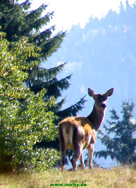 hirsch-16-10-05-3099
